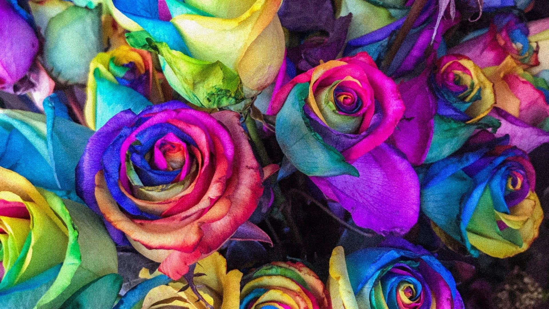 Rainbow Rose Free Wallpaper and Background