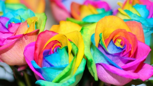 24 Rainbow Rose Wallpapers - Wallpaperboat