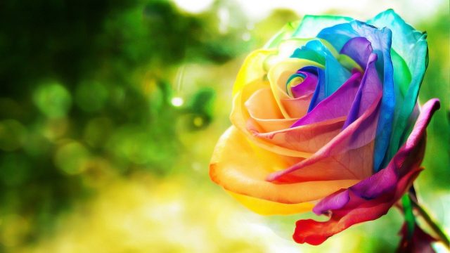 24 Rainbow Rose Wallpapers - Wallpaperboat