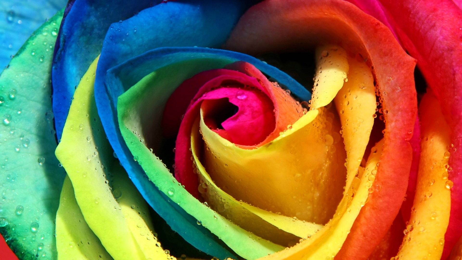 Rainbow Rose Wallpaper theme