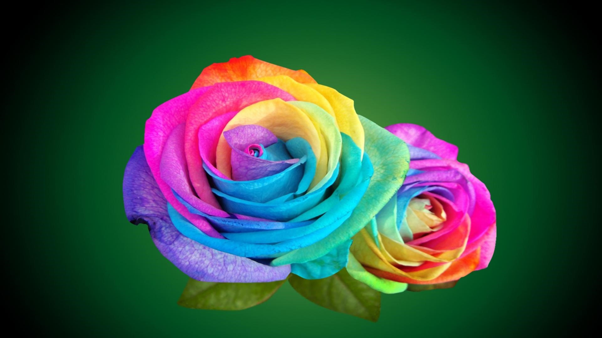 Rainbow Rose Wallpaper