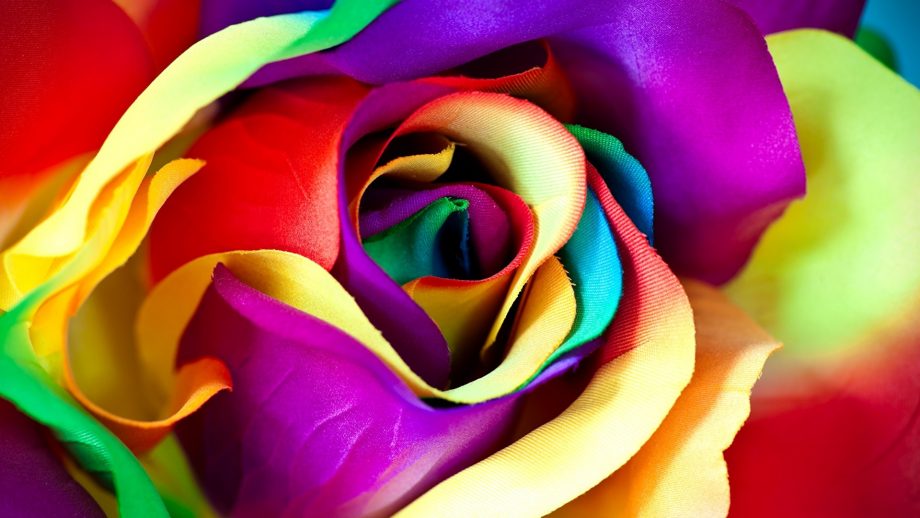 24 Rainbow Rose Wallpapers - Wallpaperboat