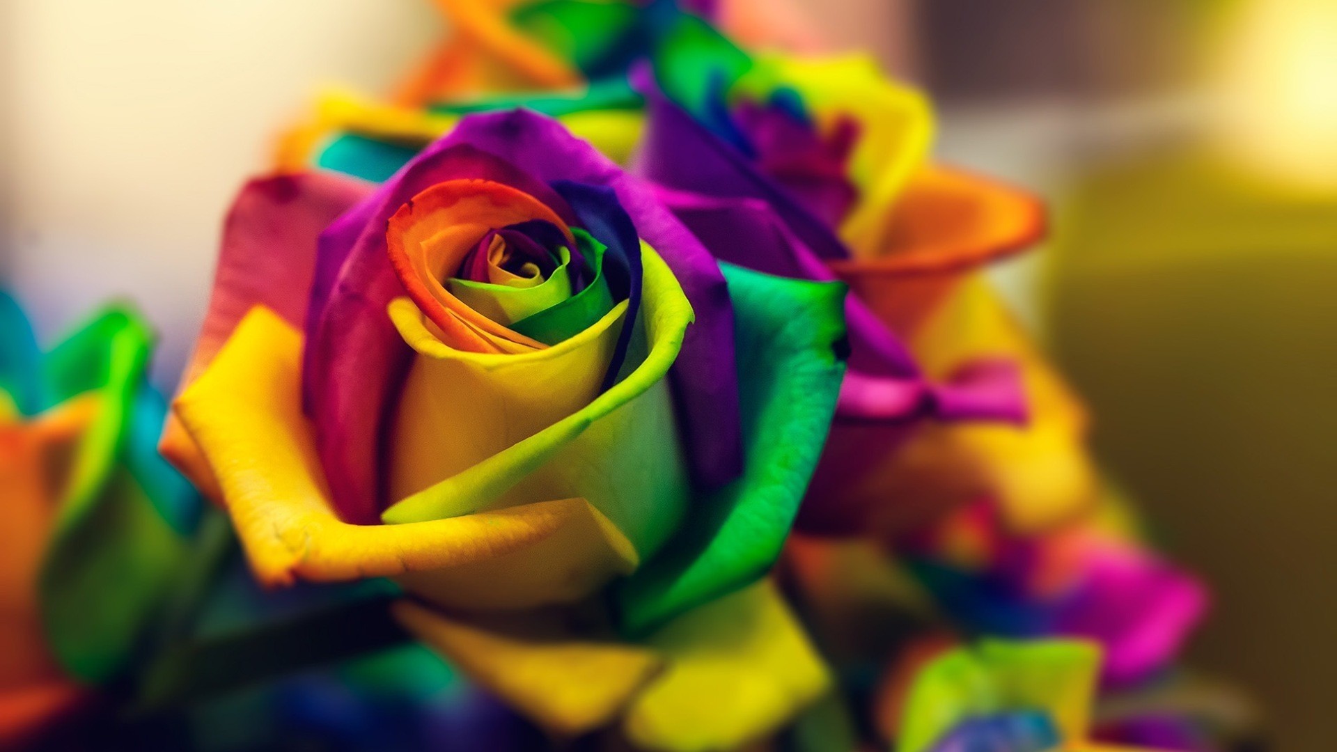 Rainbow Rose Wallpaper Picture hd