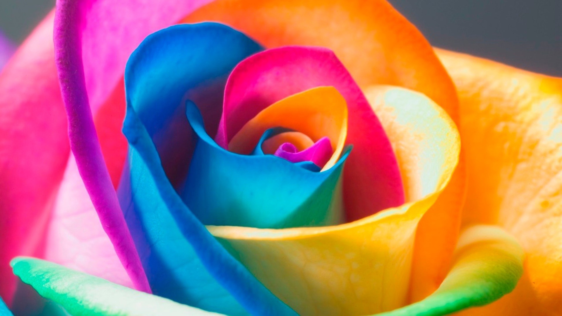 Rainbow Rose Image
