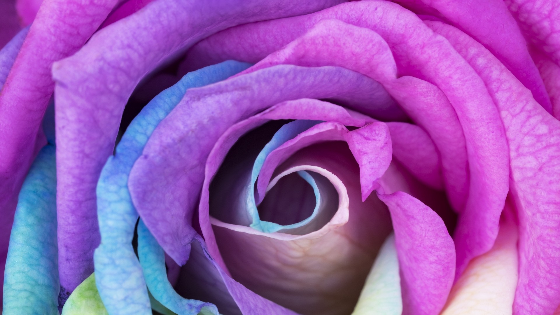 Rainbow Rose High Quality