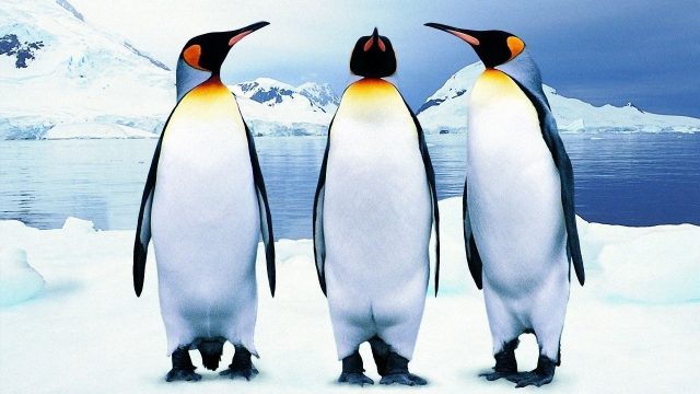 Penguin PC Wallpaper