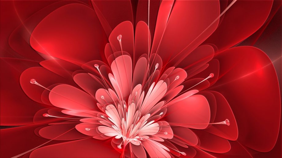 31 Red Flower Wallpapers - Wallpaperboat