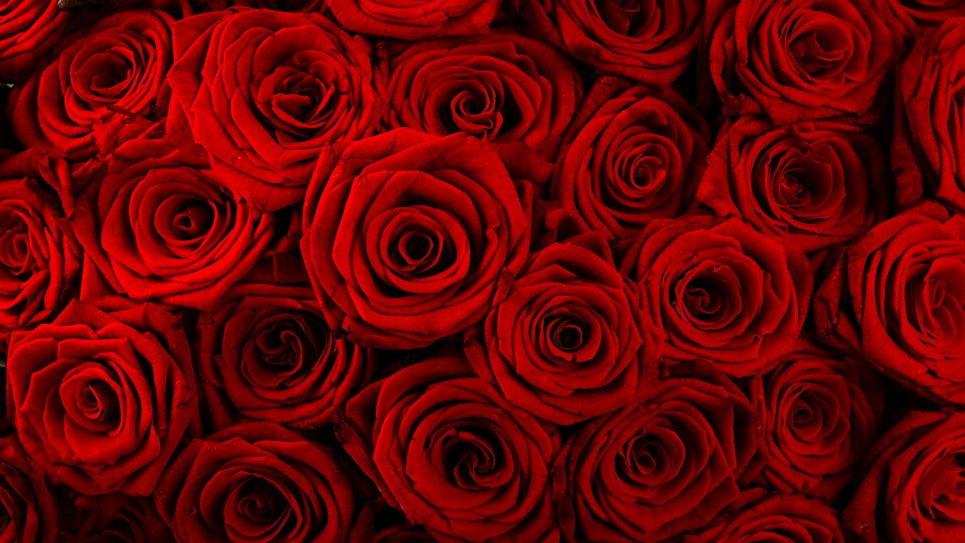 Red Flower Wallpaper for pc
