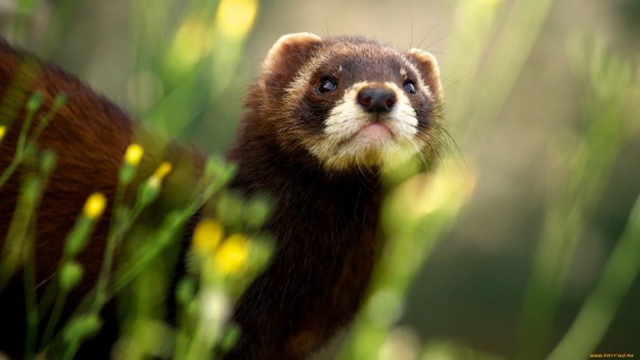 31 Ferret Wallpapers - Wallpaperboat