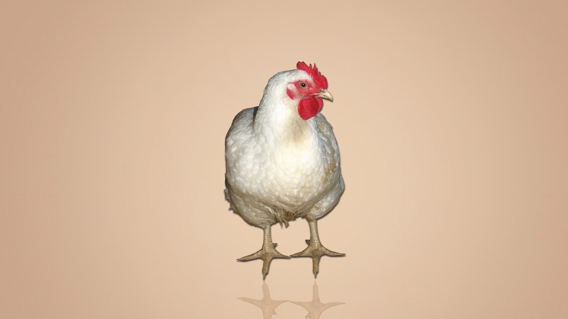 Chicken hd wallpaper download