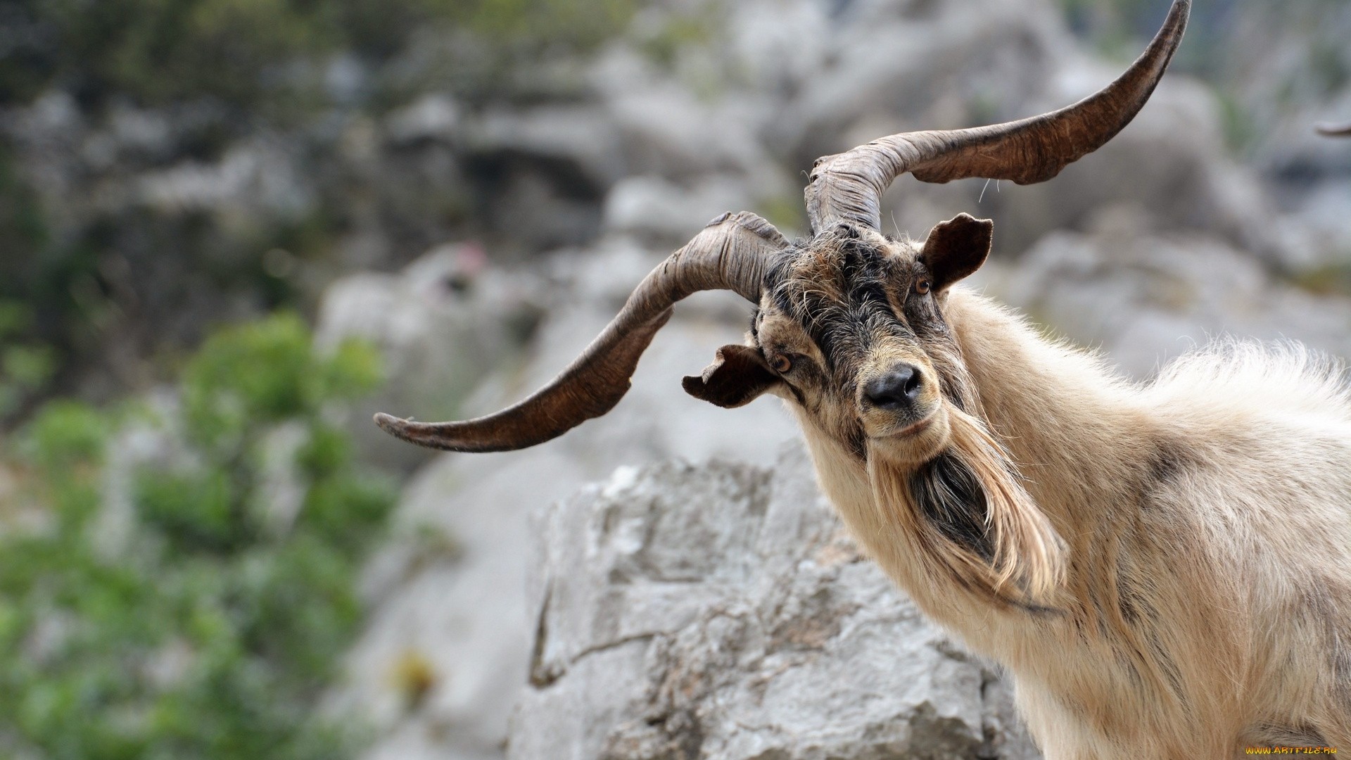 Goat Background
