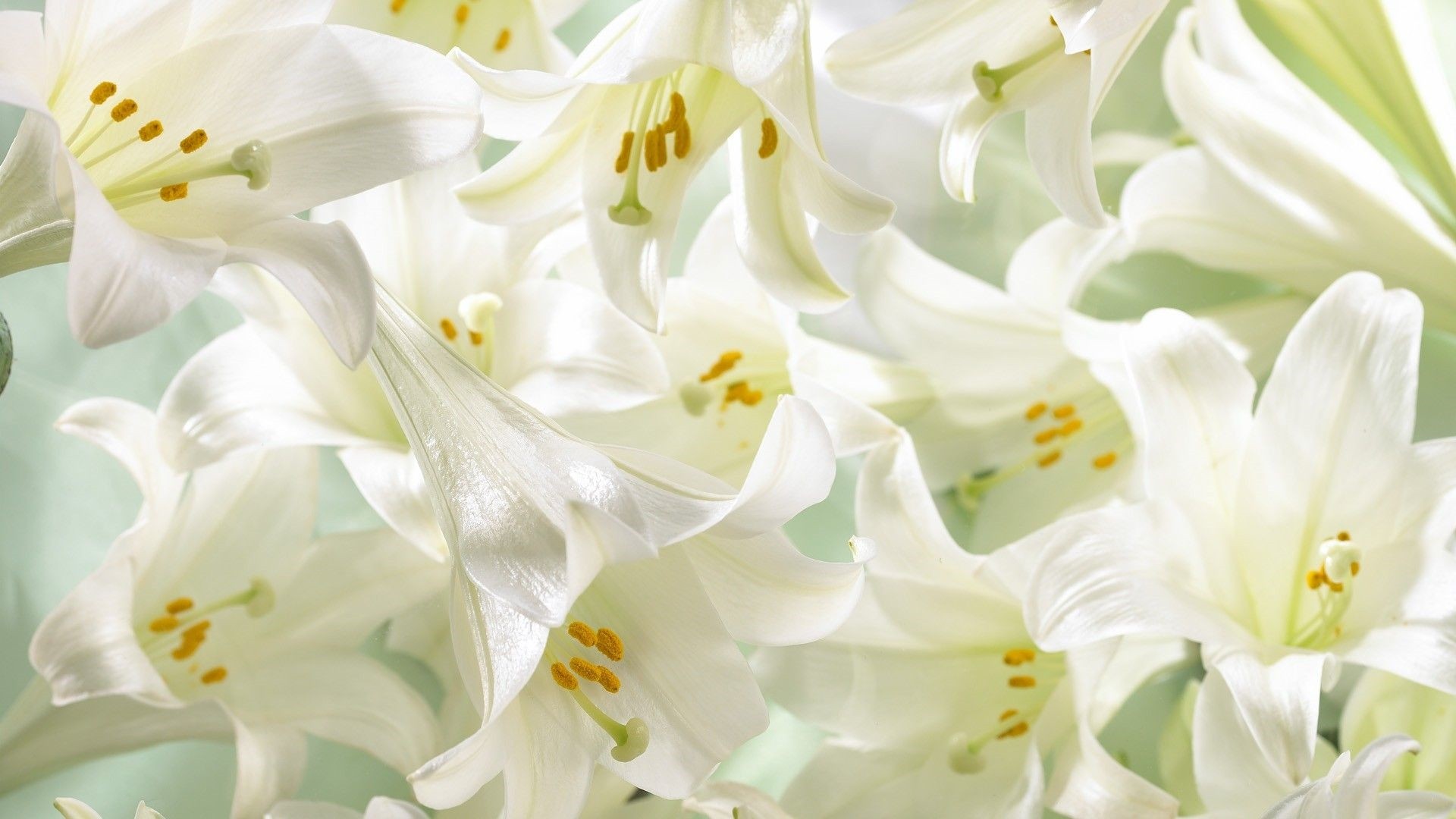White Flower High Quality