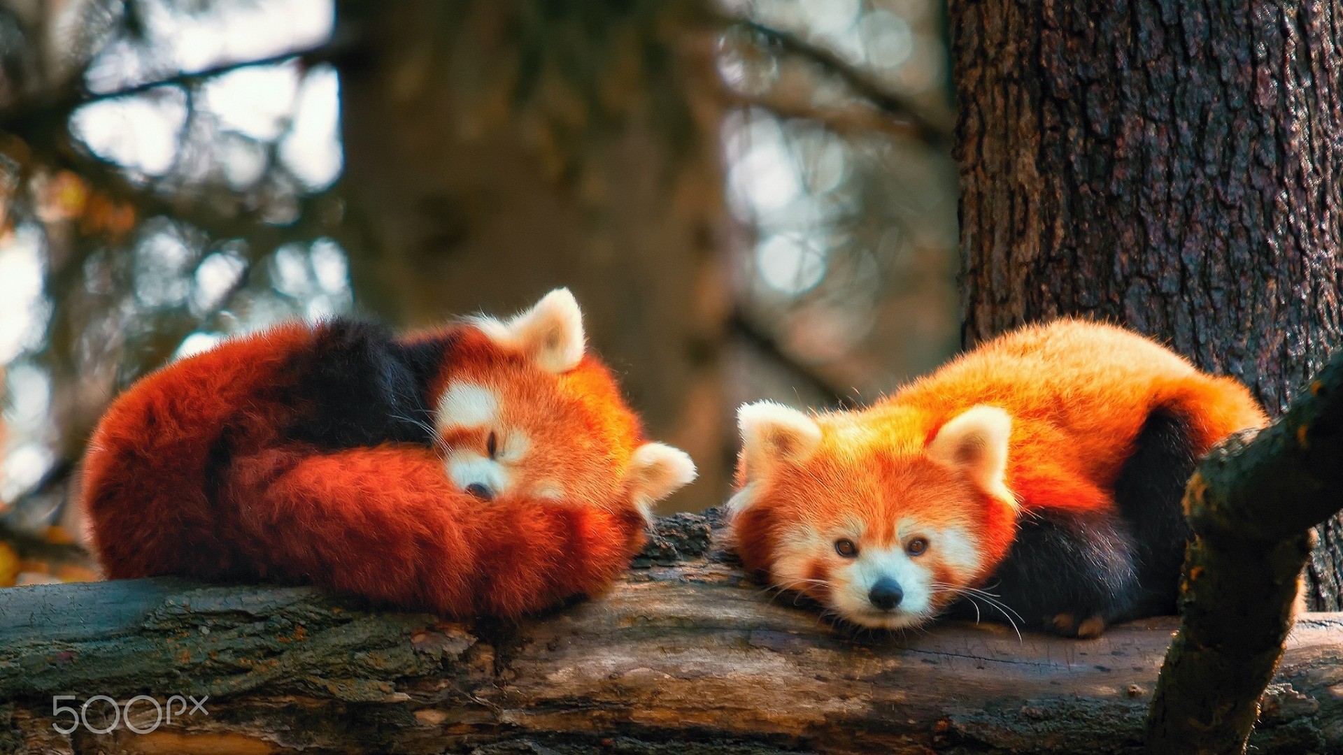 Red Panda Picture