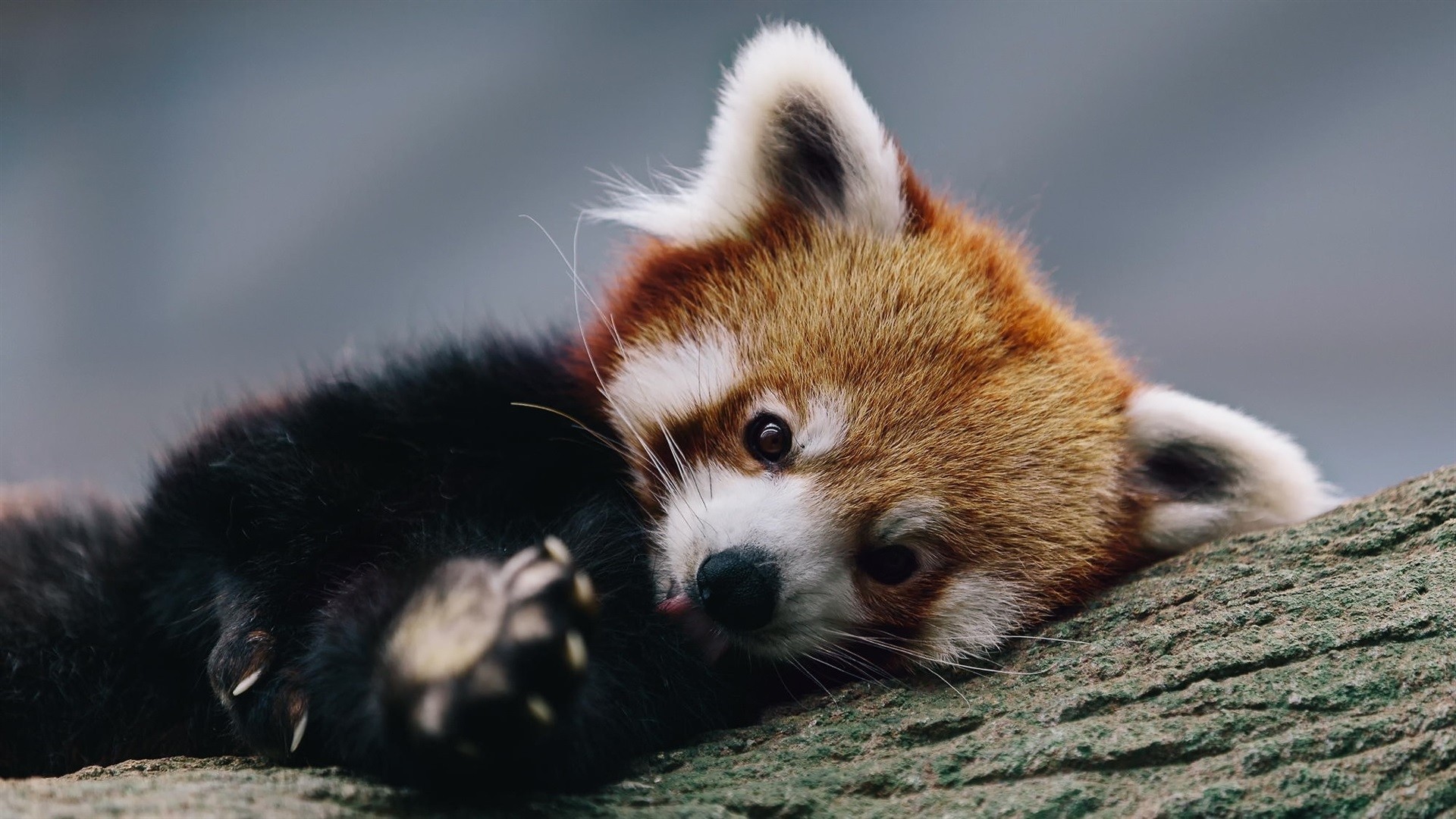 Red Panda Desktop wallpaper