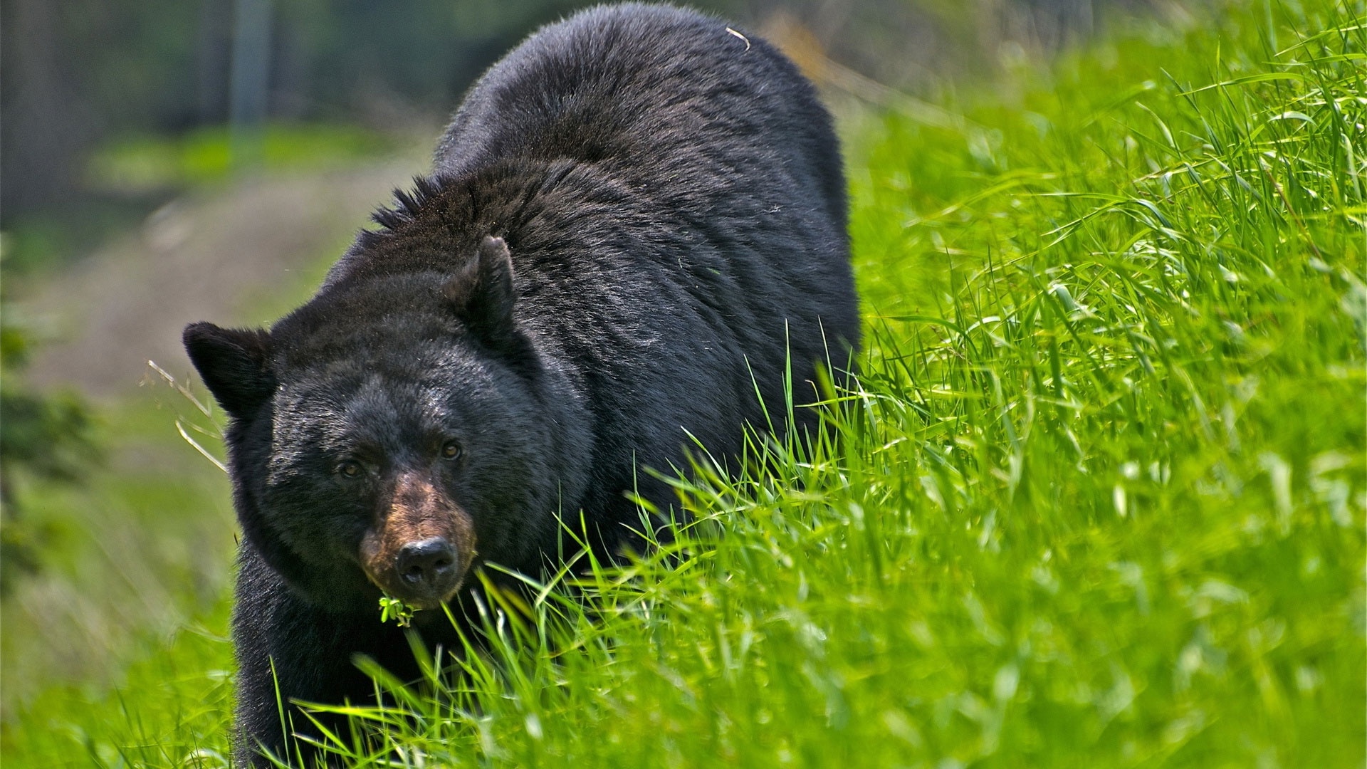 Black Bear Wallpaper and Background
