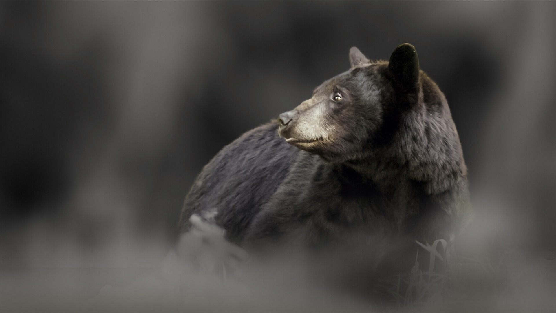 Black Bear HD Wallpaper
