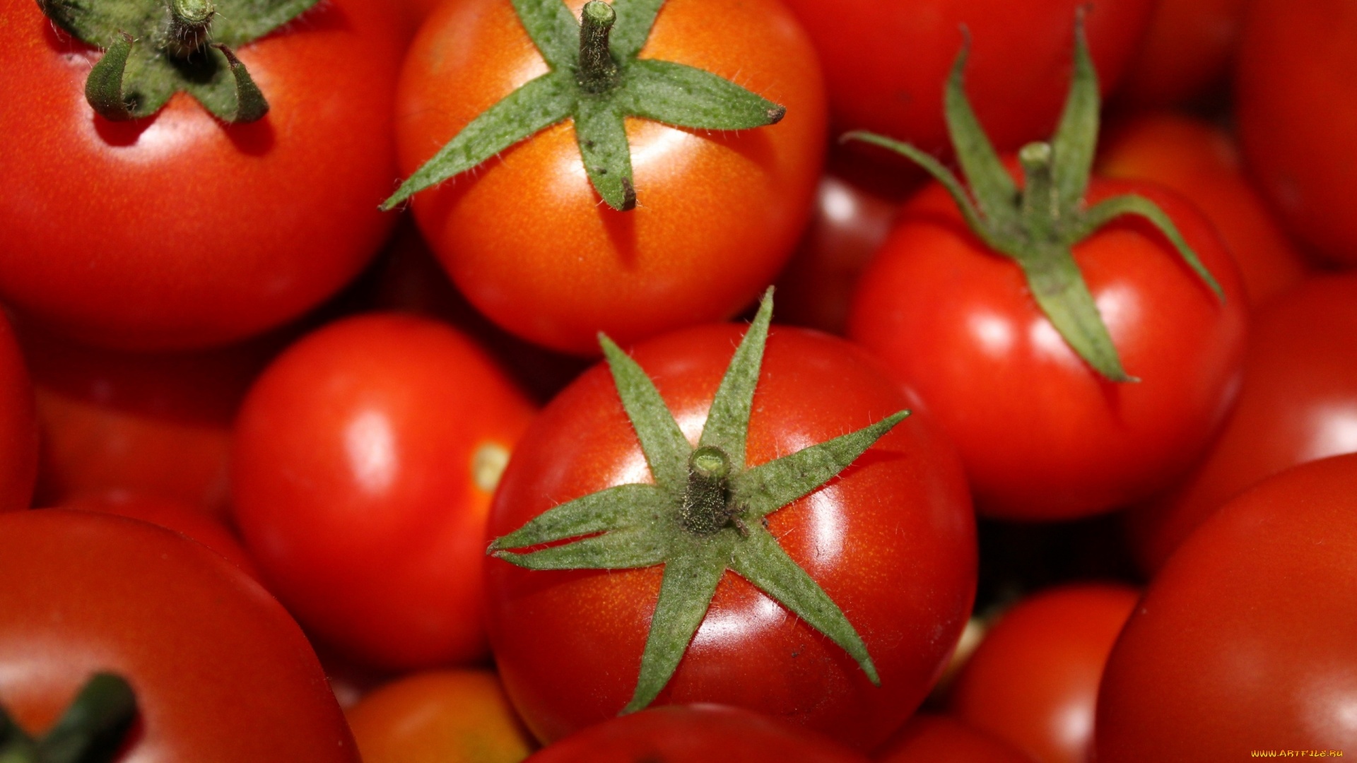 Tomatoes Wallpaper Picture hd