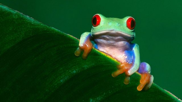 Frog Desktop wallpaper
