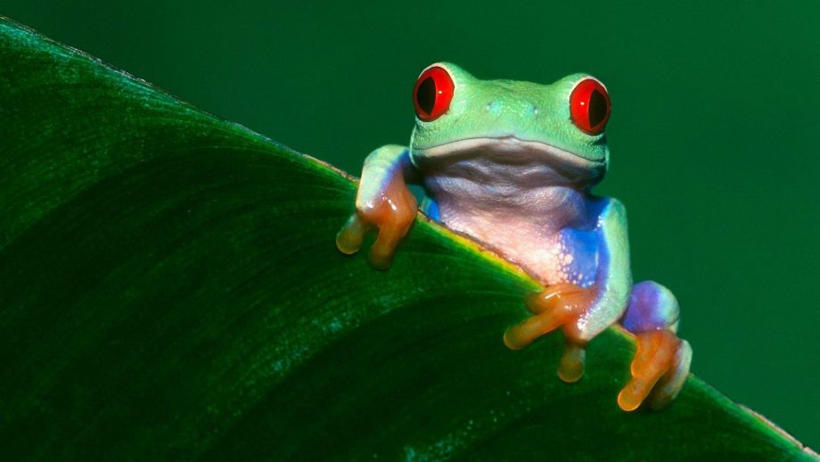 34 Frog Wallpapers - Wallpaperboat