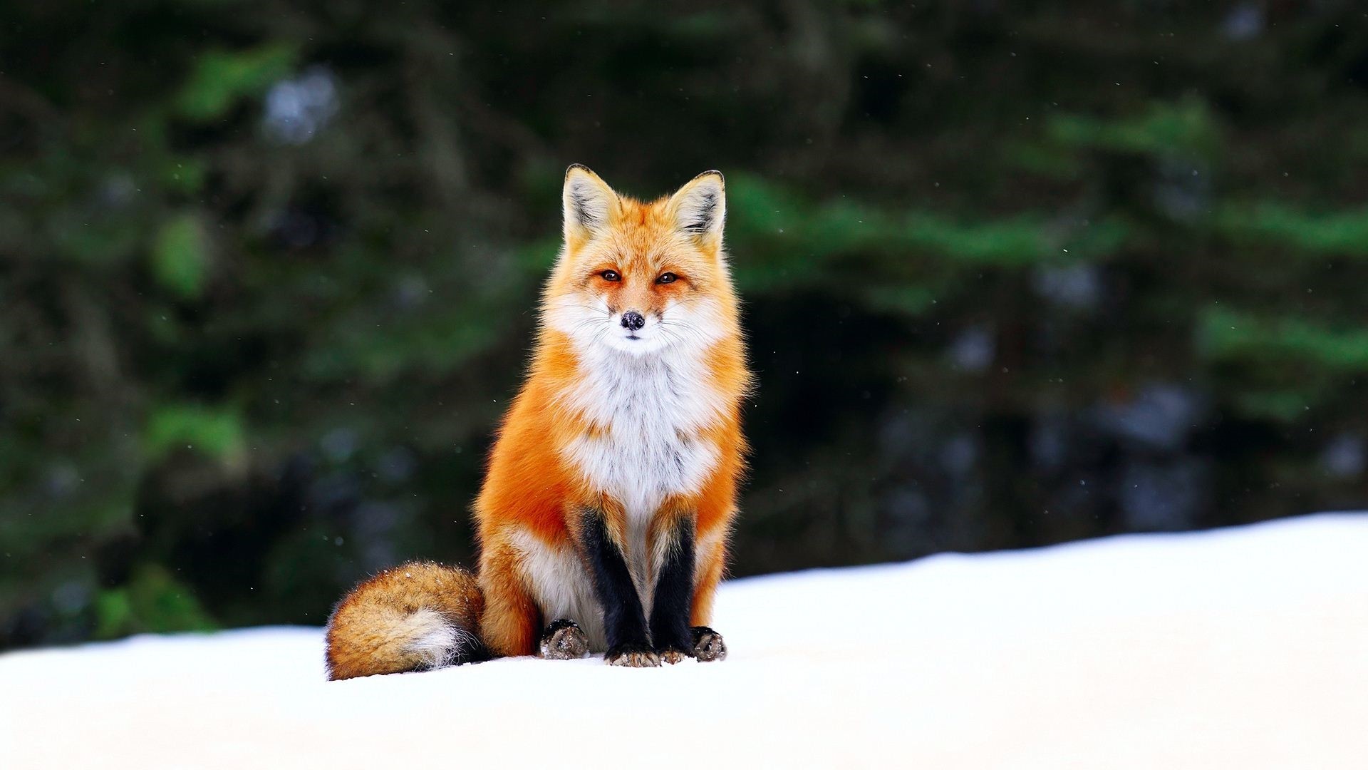 Winter Fox Background