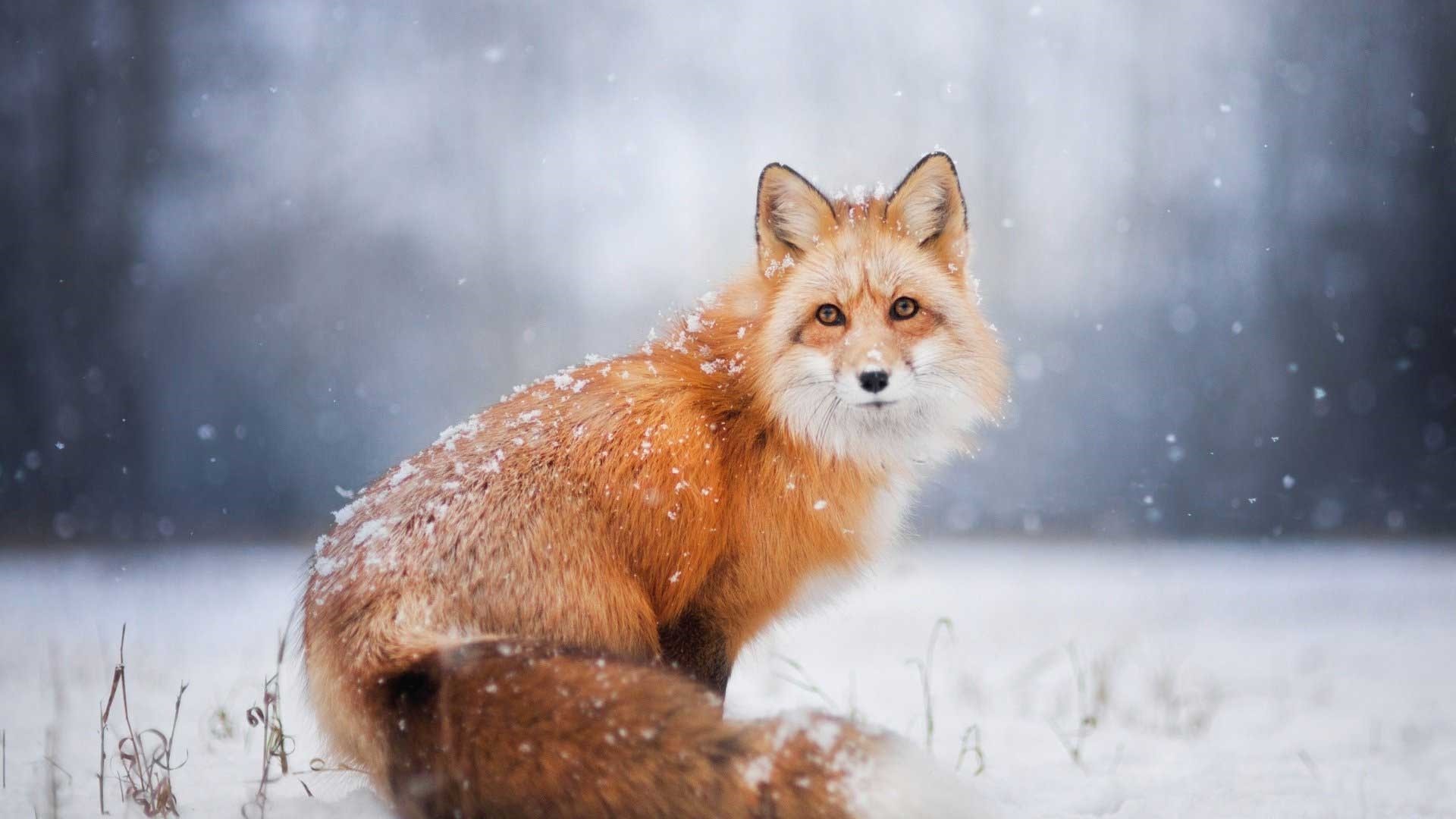 Winter Fox Wallpaper theme