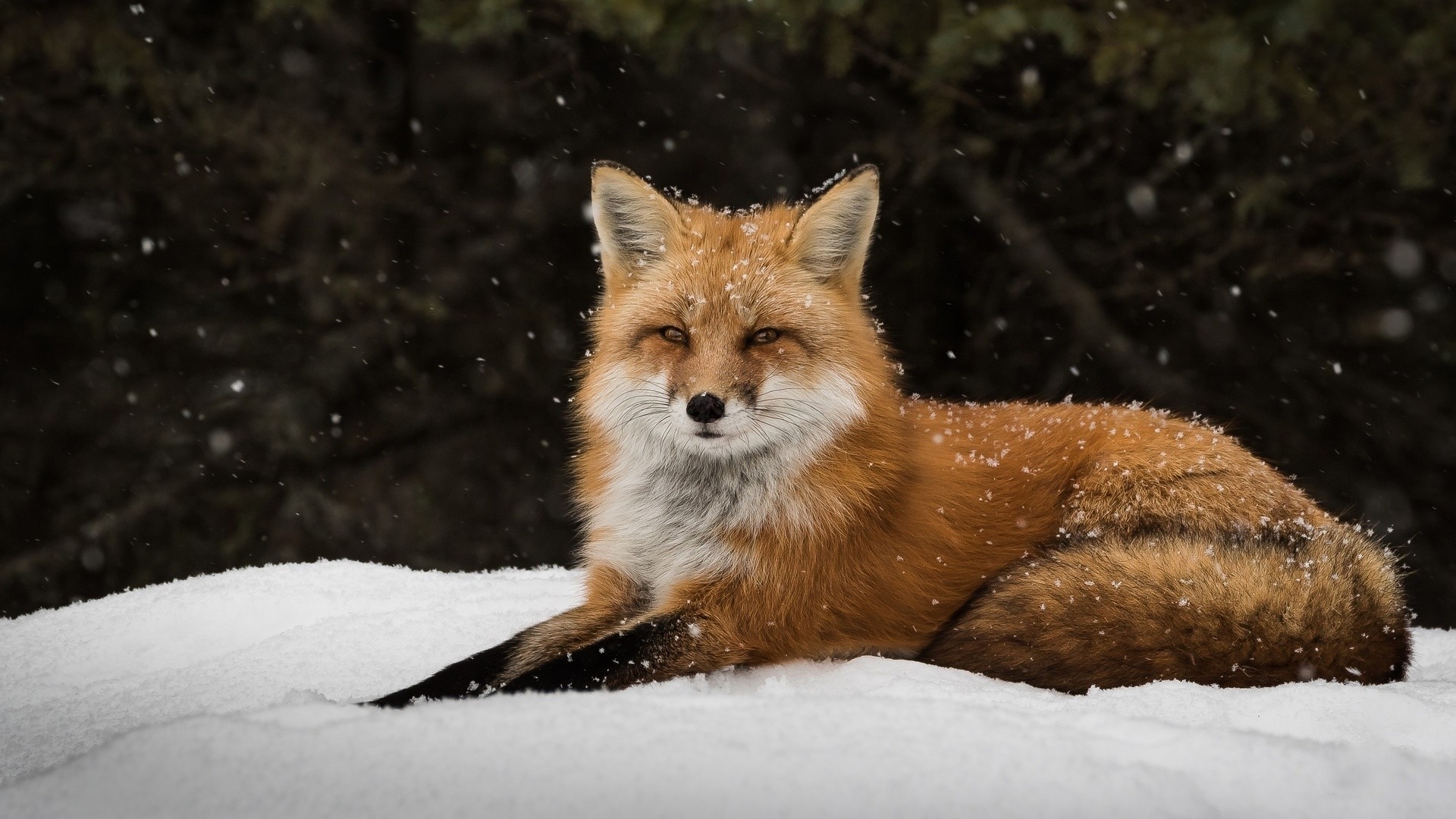 Winter Fox Wallpaper image hd