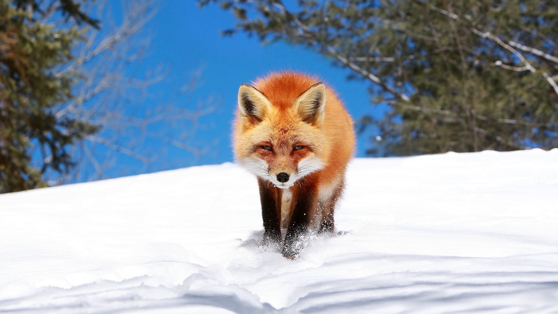 Winter Fox HD Wallpaper