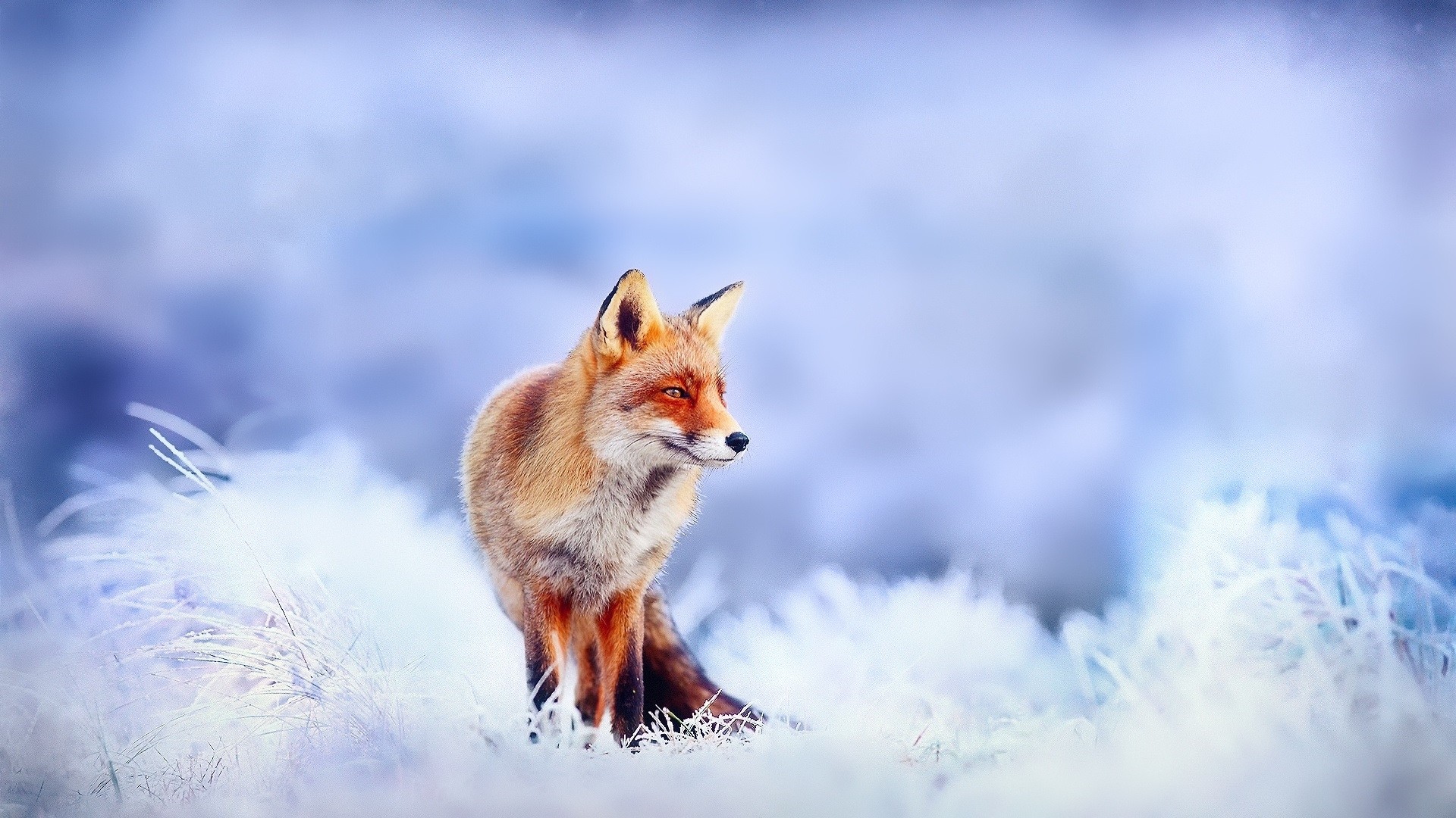 Winter Fox Wallpaper