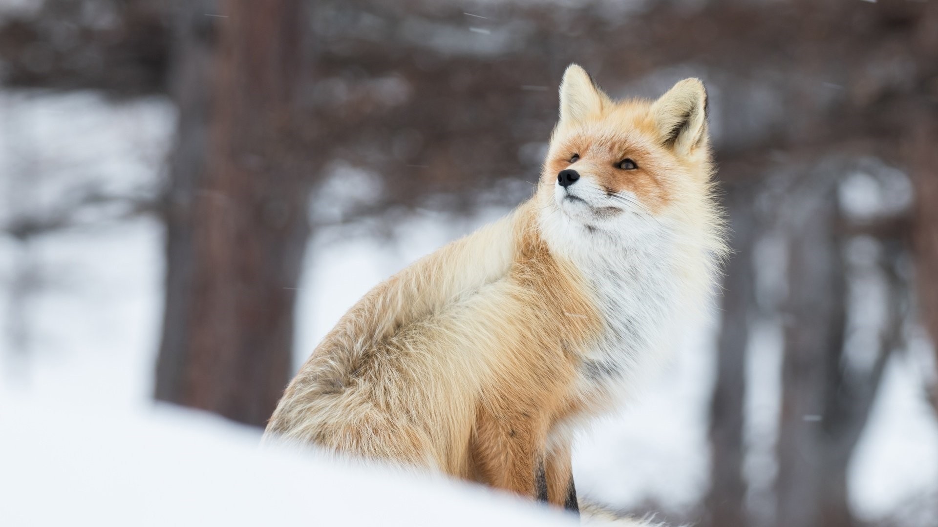 Winter Fox Background Wallpaper