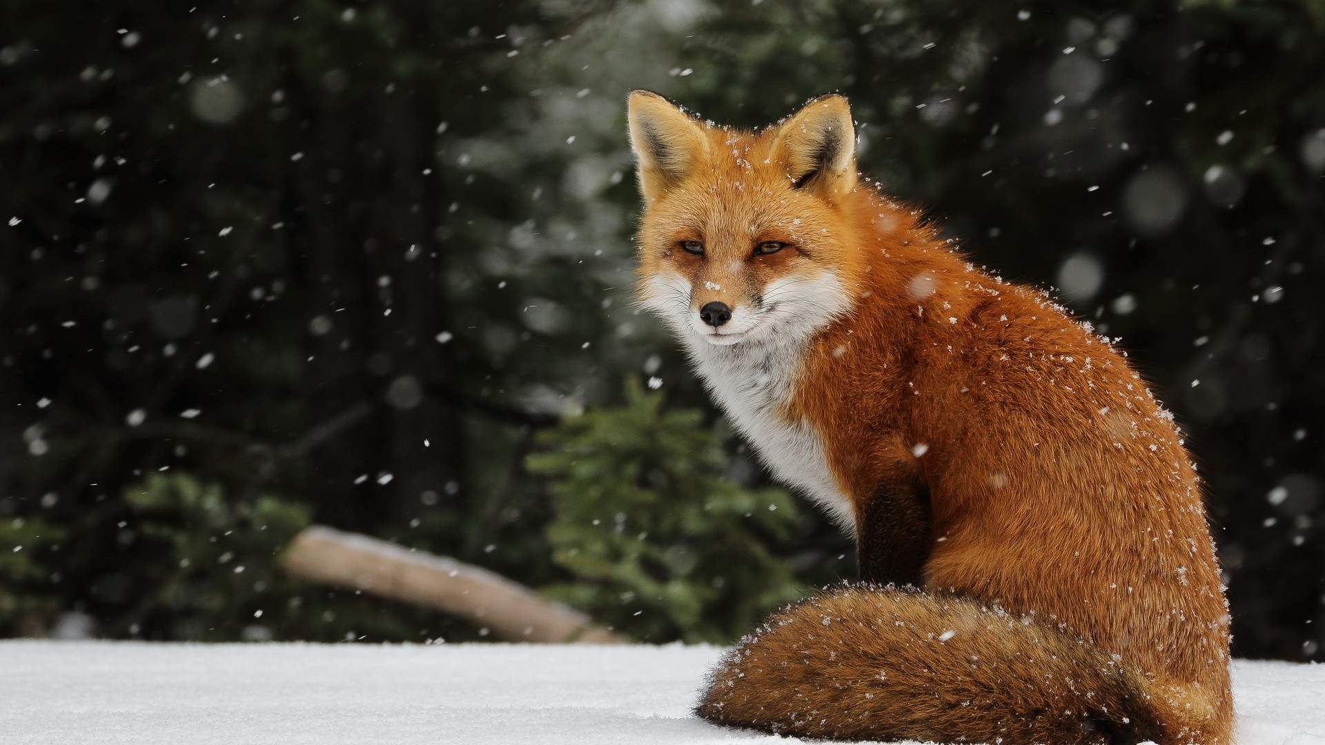 Winter Fox Picture