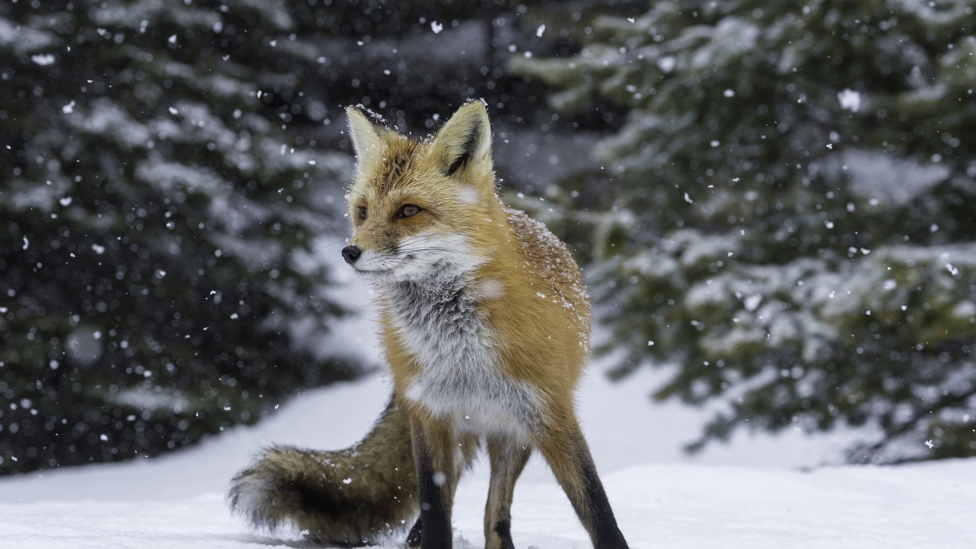 Winter Fox wallpaper