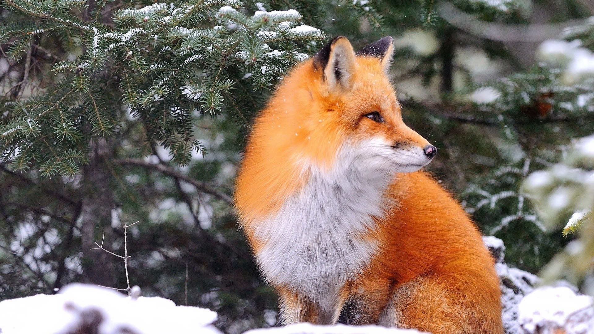 Winter Fox Wallpaper and Background