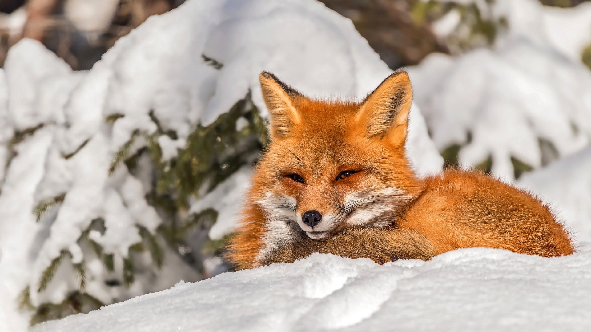 Winter Fox Wallpaper Picture hd