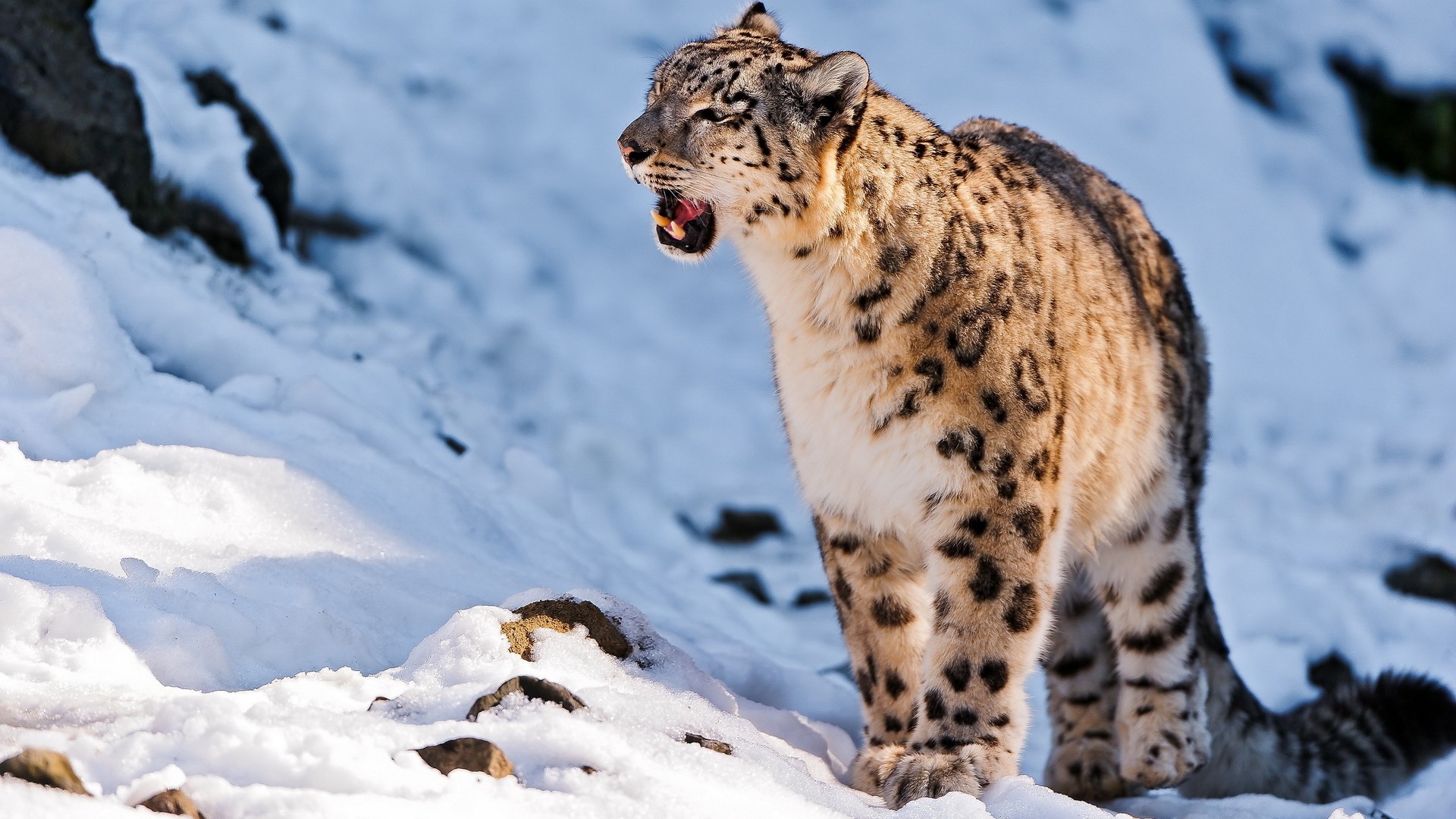 Free download Amazing Snow Leopard HD Wallpaper iHD Wallpapers [640x960]  for your Desktop, Mobile & Tablet | Explore 59+ Snow Leopard Hd Wallpaper | Snow  Leopard Backgrounds, Mac Wallpaper Snow Leopard, Snow