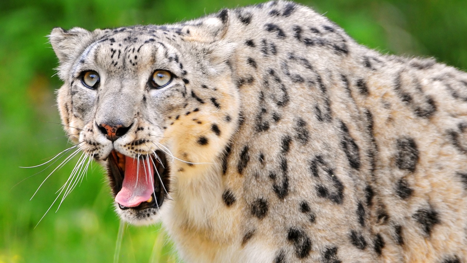 Snow Leopard Wallpaper and Background