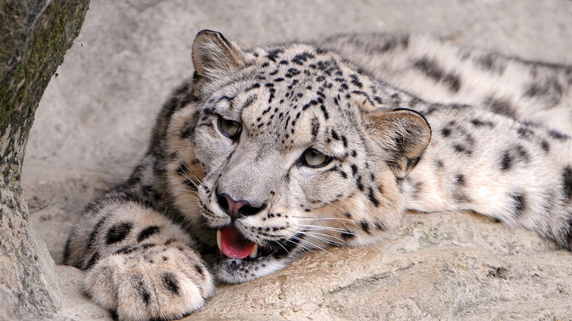 Snow Leopard Free Wallpaper and Background