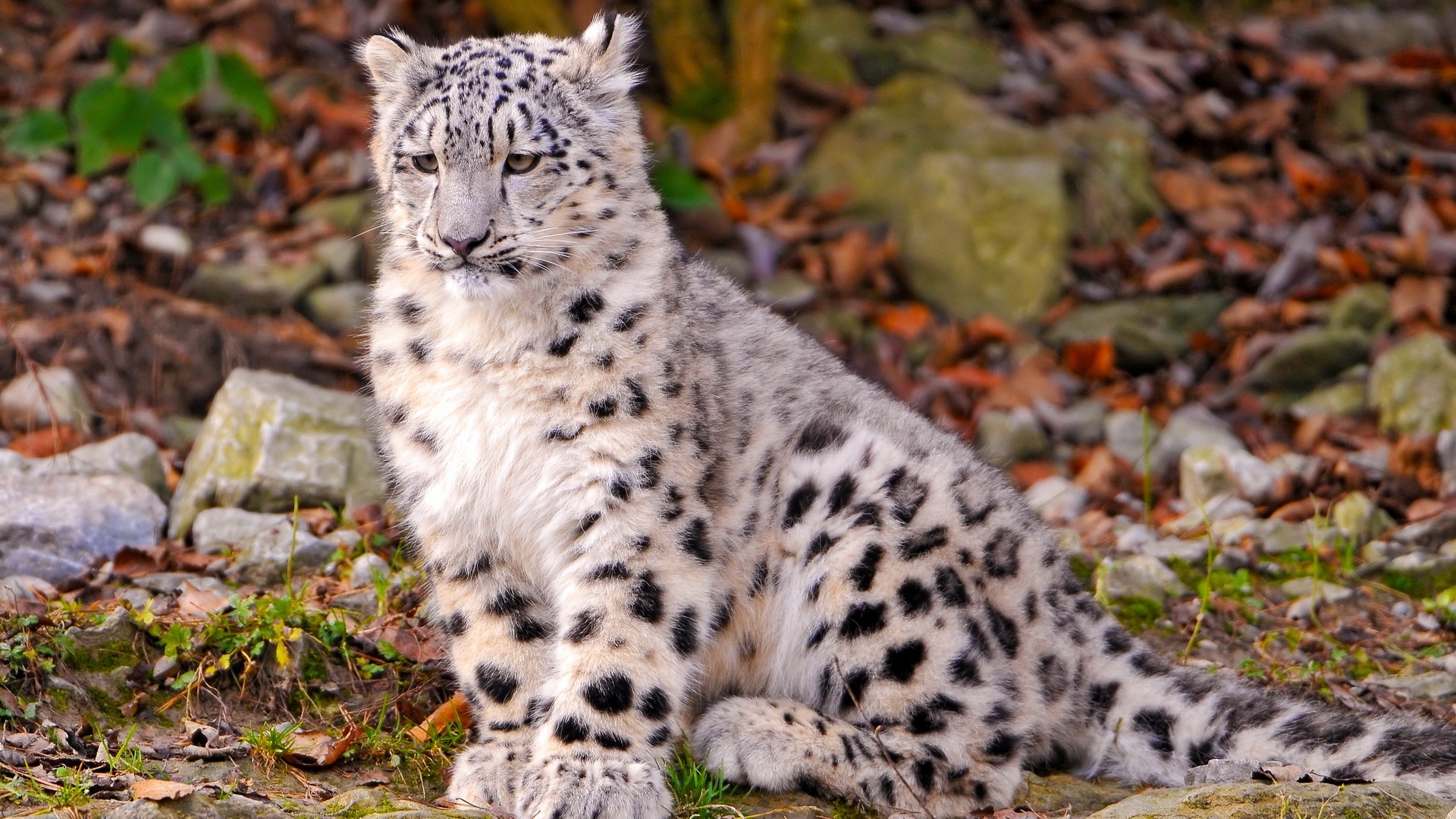 Snow Leopard Desktop Wallpaper