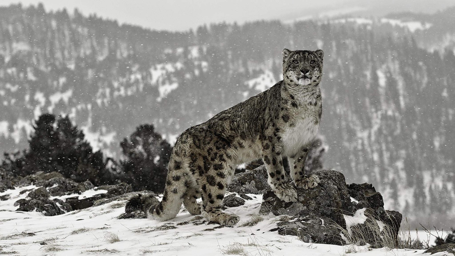 Snow Leopard Picture