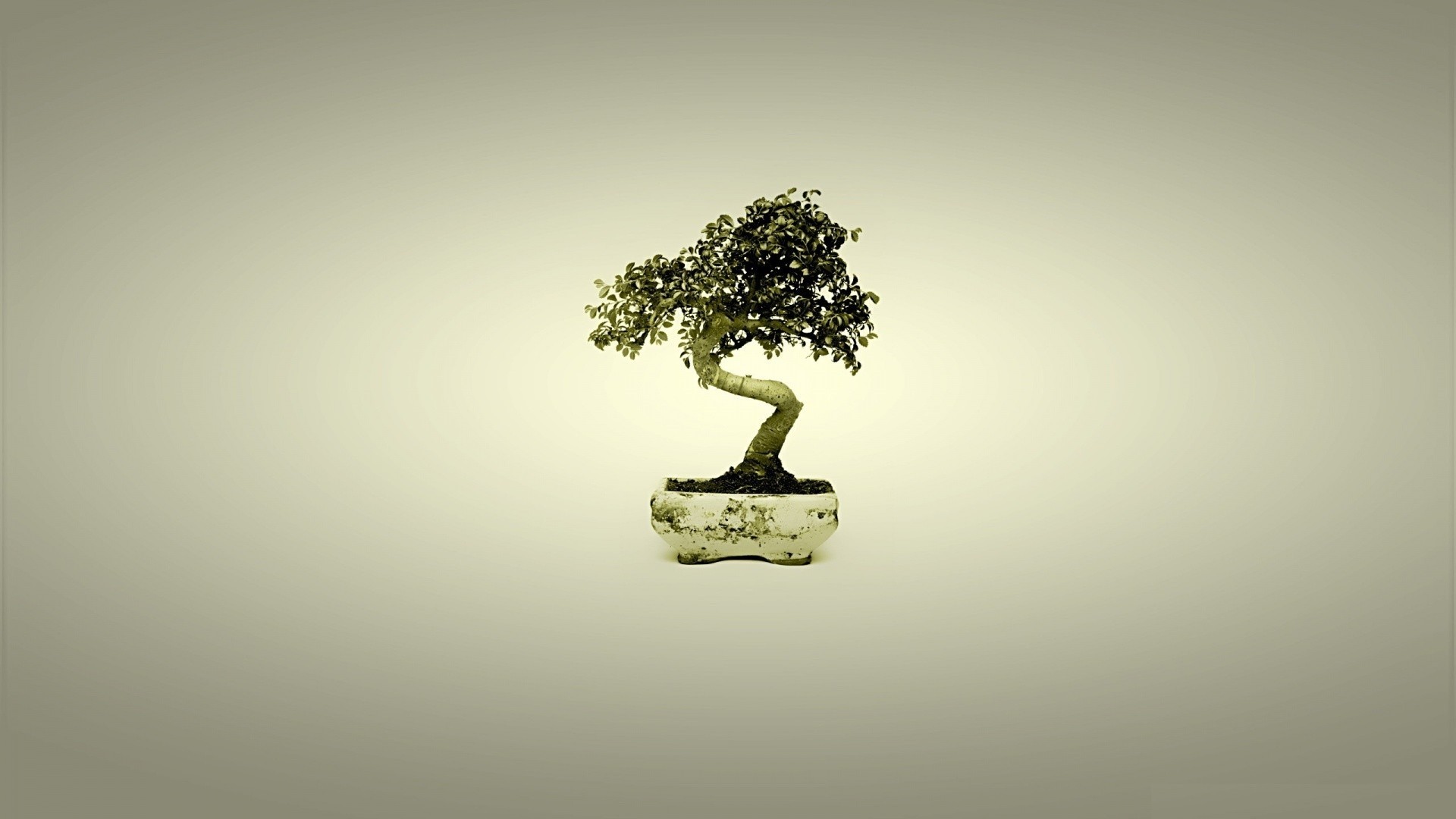 Tree Minimalist Picture