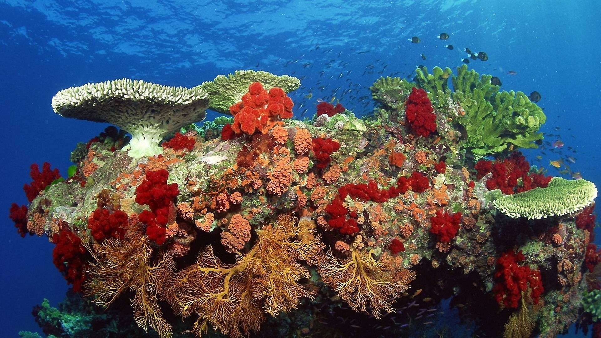 Coral Reef wallpaper