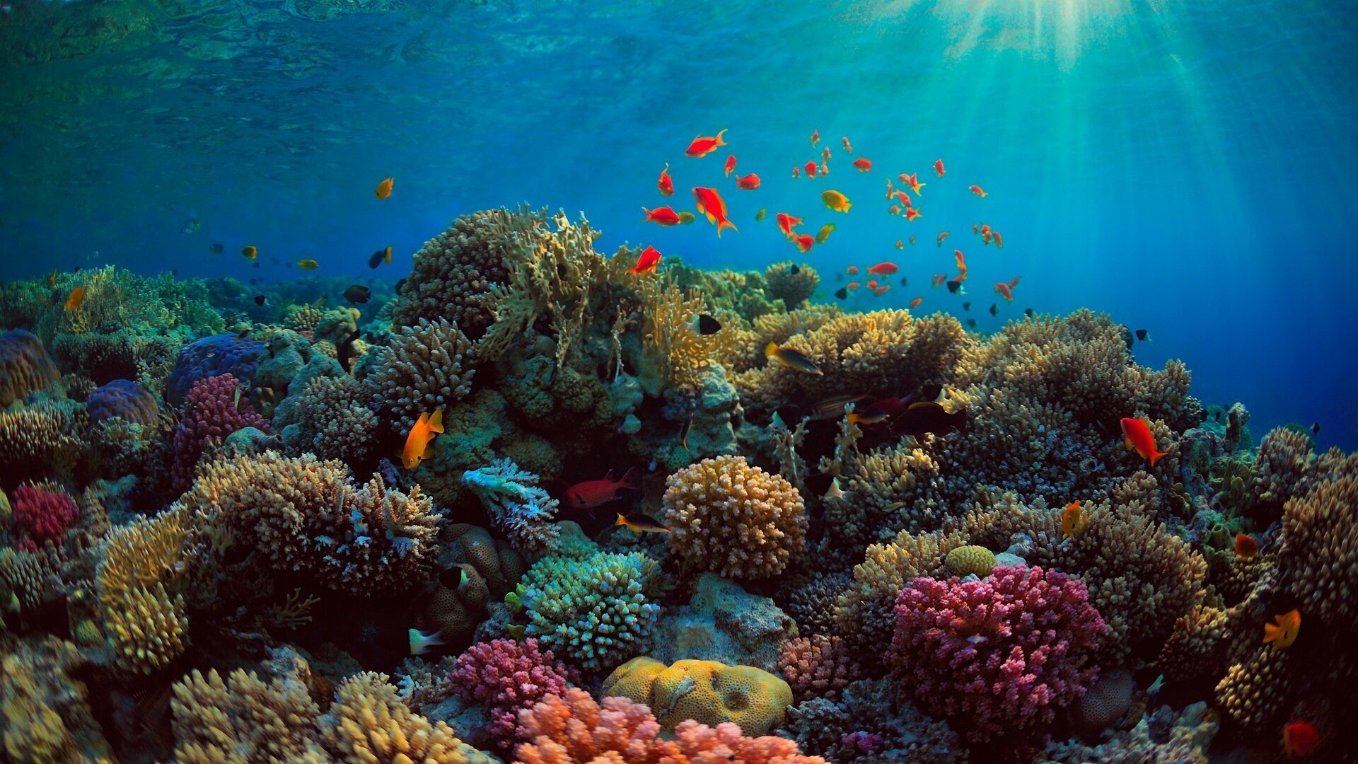 Coral Reef Download Wallpaper