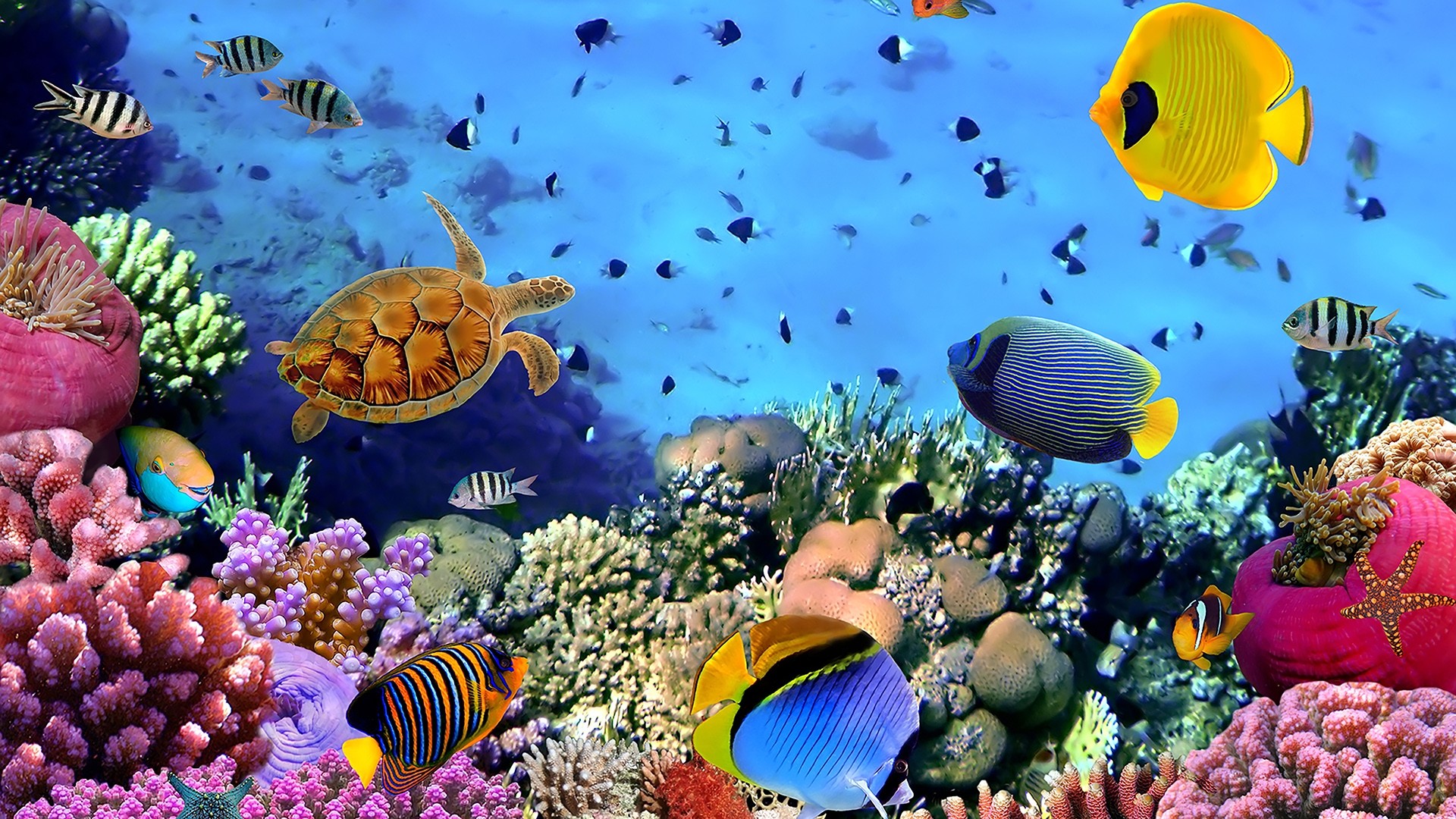 Coral Reef Wallpaper theme
