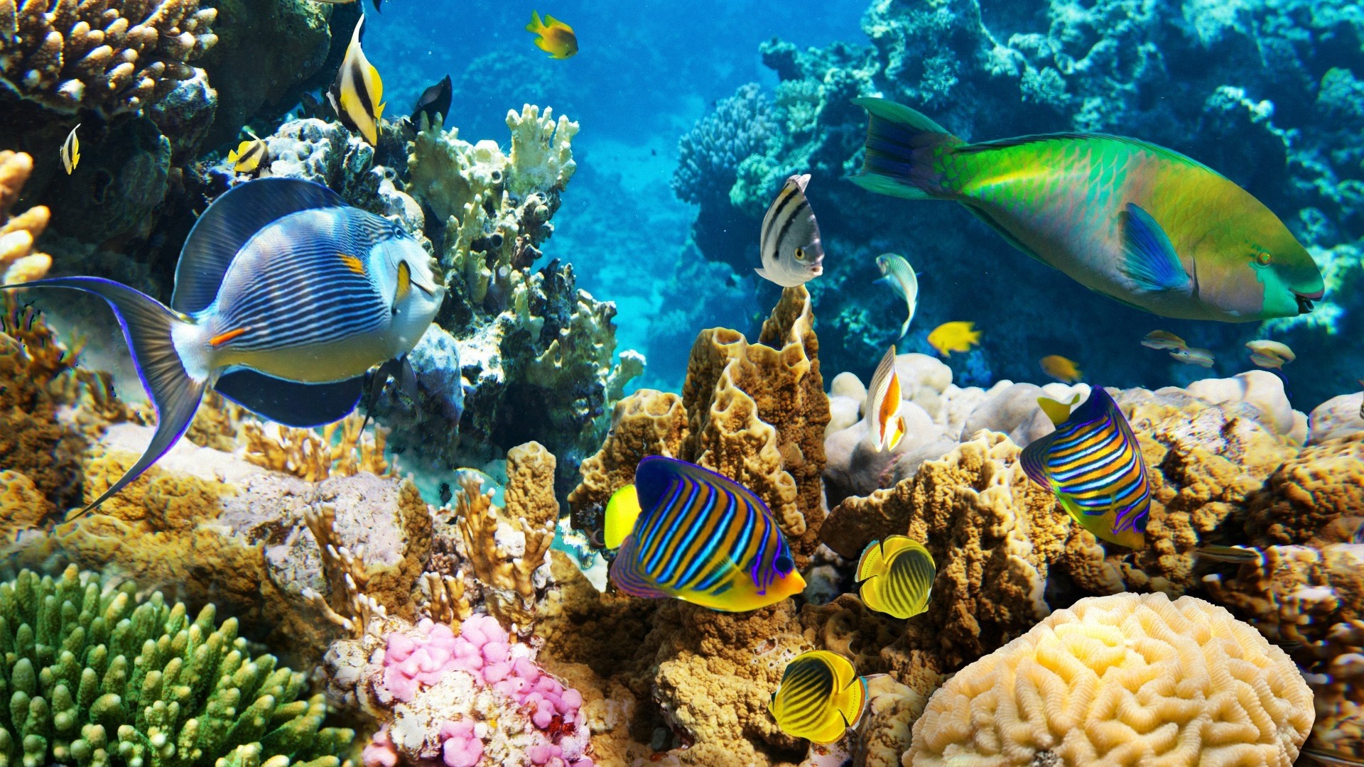 Coral Reef Wallpaper image hd
