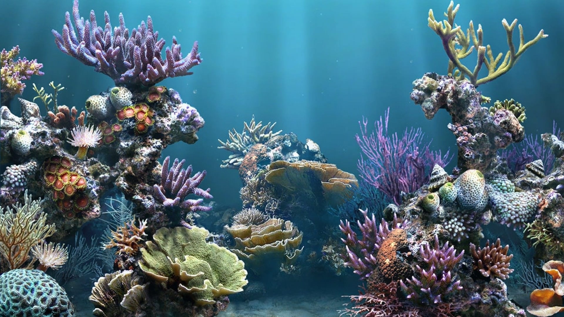 Coral Reef Picture
