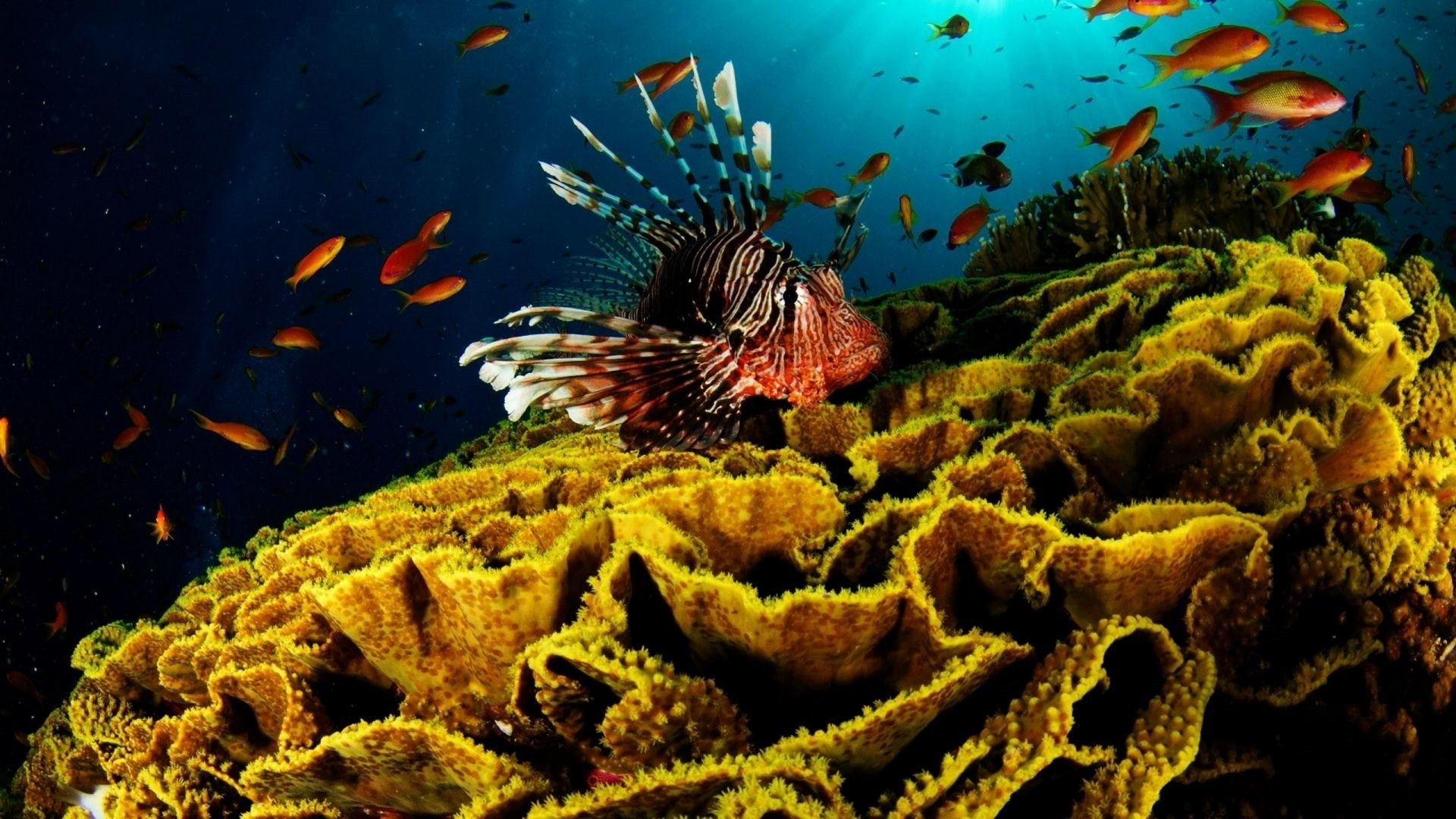 Coral Reef Desktop wallpaper
