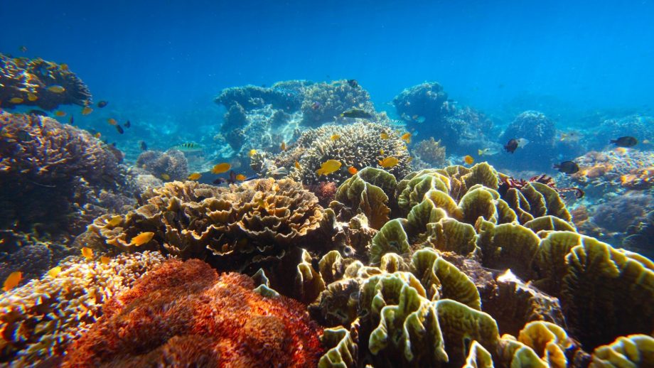24 Coral Reef Wallpapers - Wallpaperboat