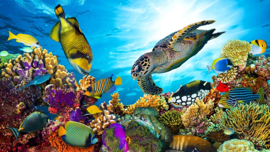 24 Coral Reef Wallpapers - Wallpaperboat