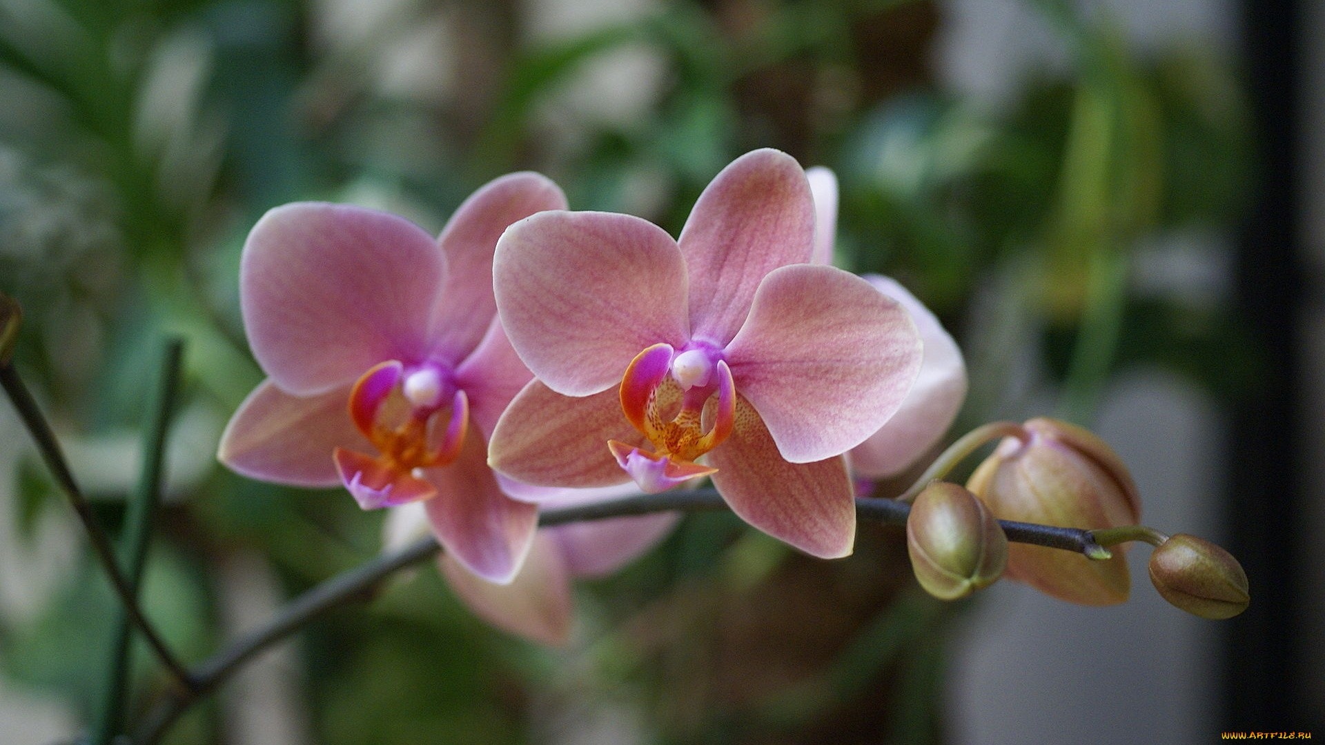 Orchid Wallpaper for pc