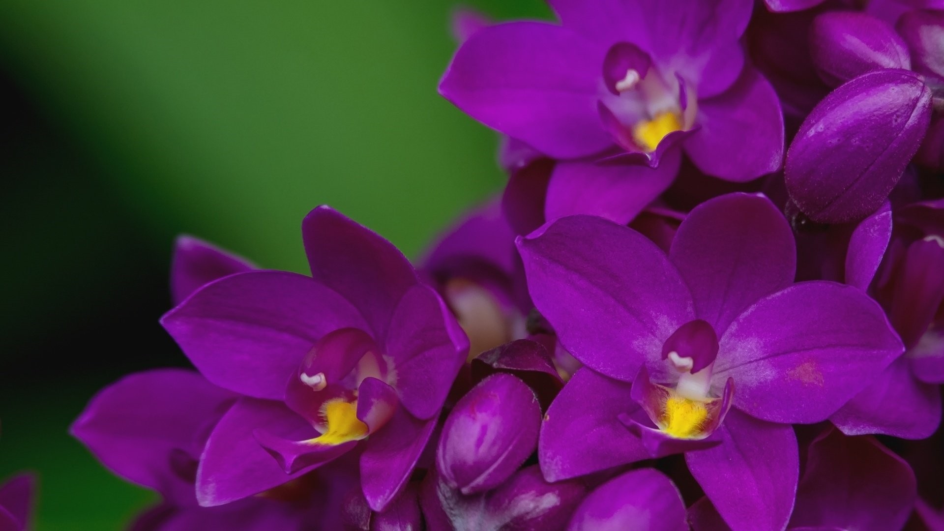 Orchid PC Wallpaper