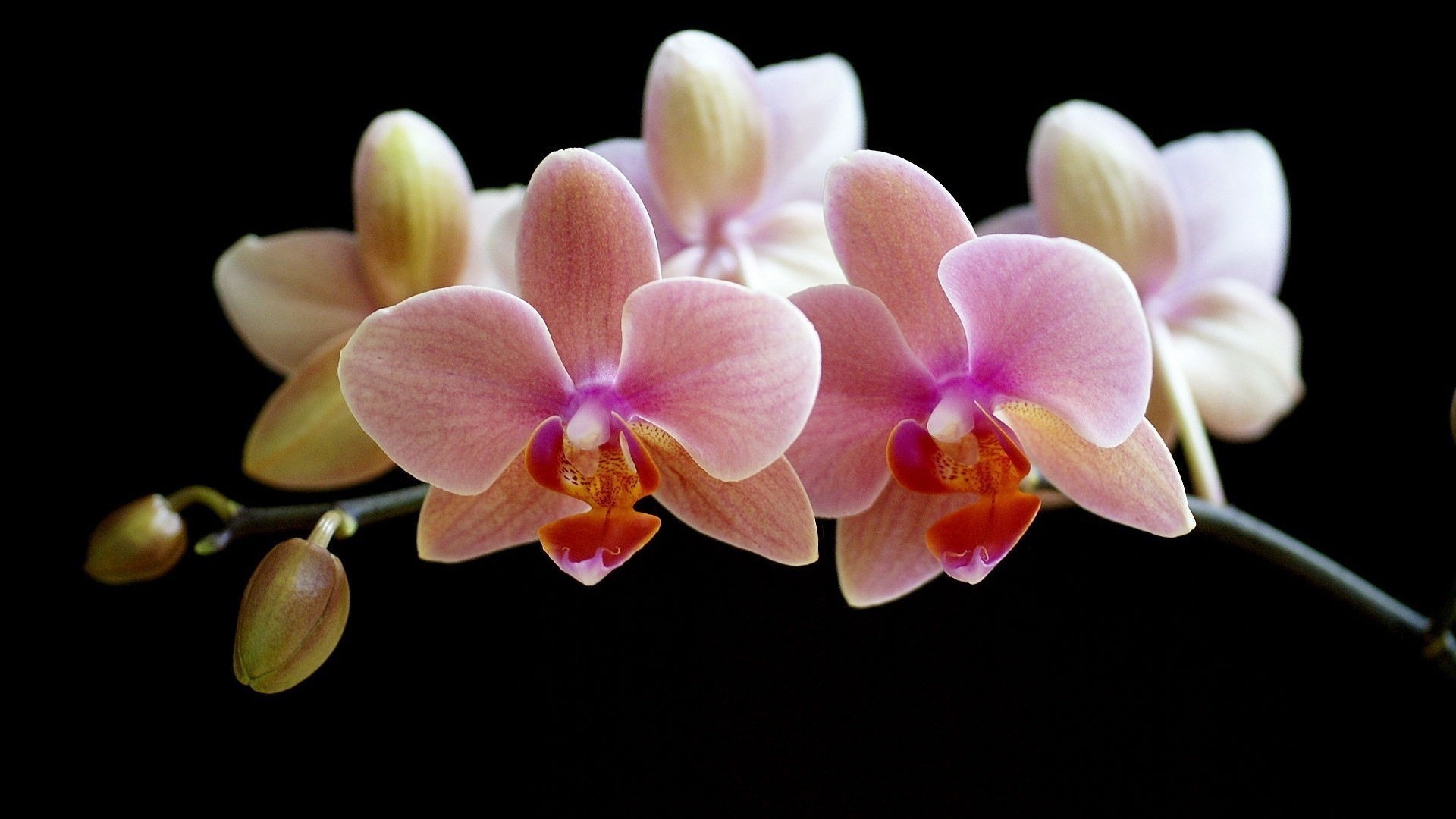Orchid Full HD Wallpaper